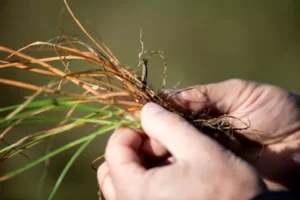 Syngenta Introduces VIRESTINA™ Technology, a Global Breakthrough in Grass Weed Control