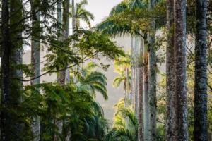 Suzano Connects an Area the Size of Over 200,000 Soccer Fields Through Ecological Corridors in Just Four Years