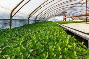 Redwire Secures Contract for First Commercial Space Greenhouse Agriculture Mission