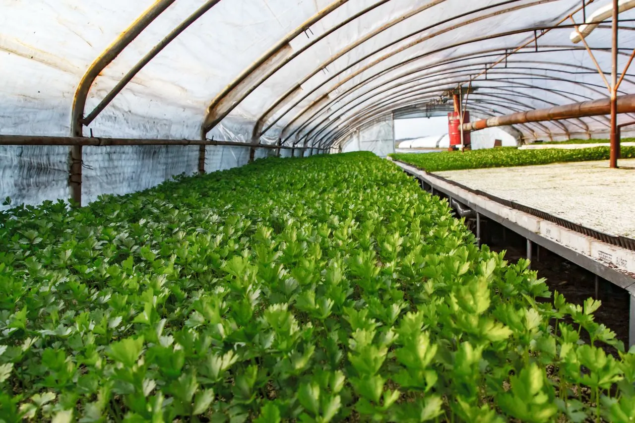 Redwire Secures Contract for First Commercial Space Greenhouse Agriculture Mission
