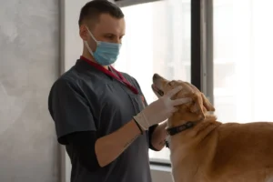 epiq Animal Health and Vetirus Animal Health Enter Agreement to Offer Regenerative Solution for Animals